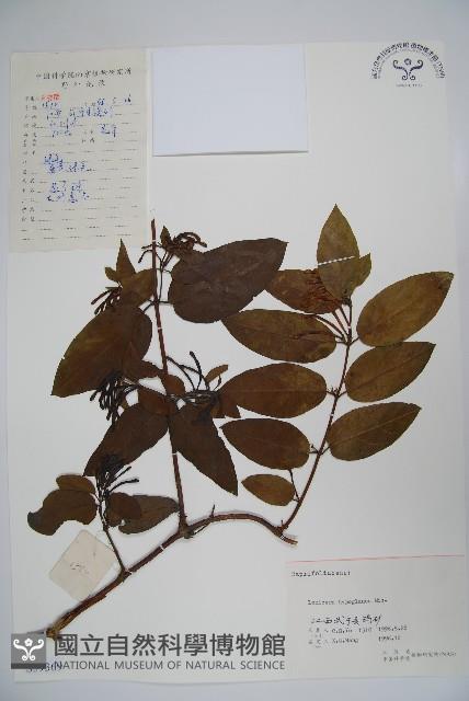 裡白忍冬、紅腺忍冬藏品圖，第1張