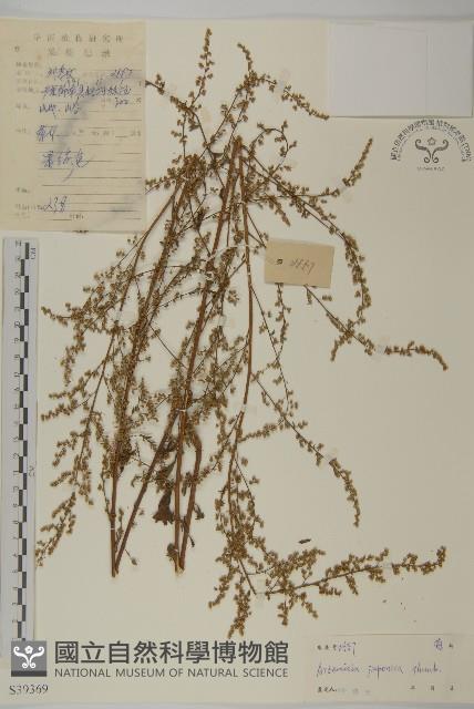 牡蒿藏品圖，第1張