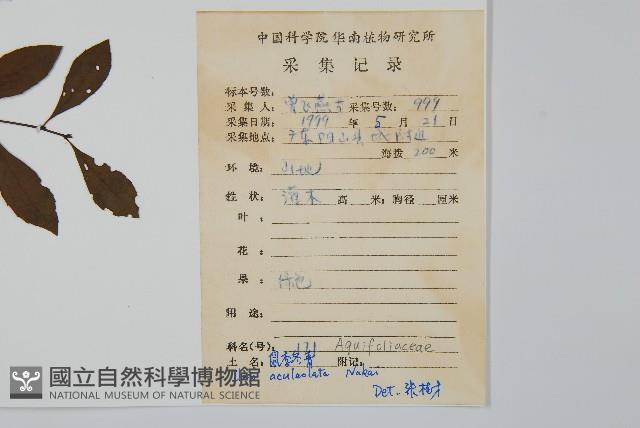 鼠李冬青、滿樹星藏品圖，第2張