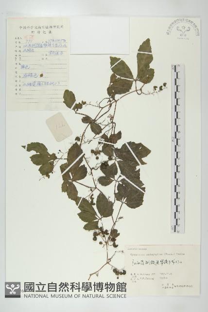 絞股藍藏品圖，第1張