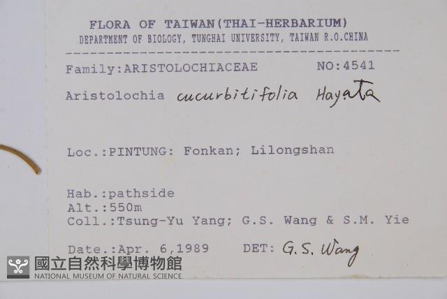 瓜葉馬兜鈴、青木香藏品圖，第2張