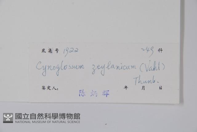 琉璃草藏品圖，第2張