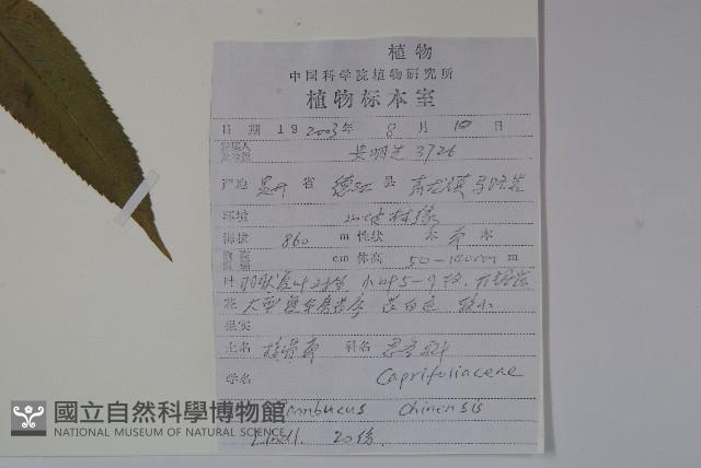 冇骨消藏品圖，第2張