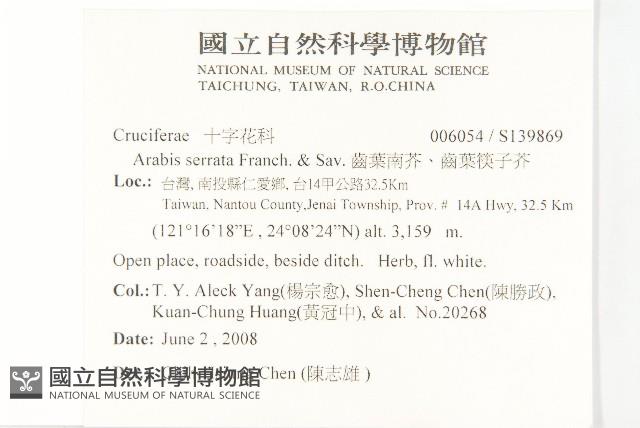 齒葉南芥、齒葉筷子芥藏品圖，第2張