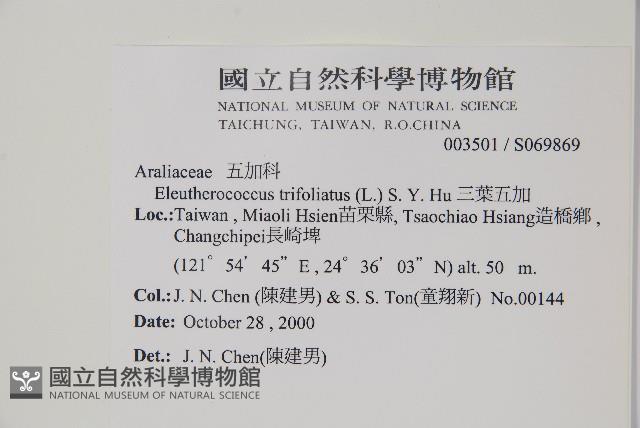 三葉五加藏品圖，第2張