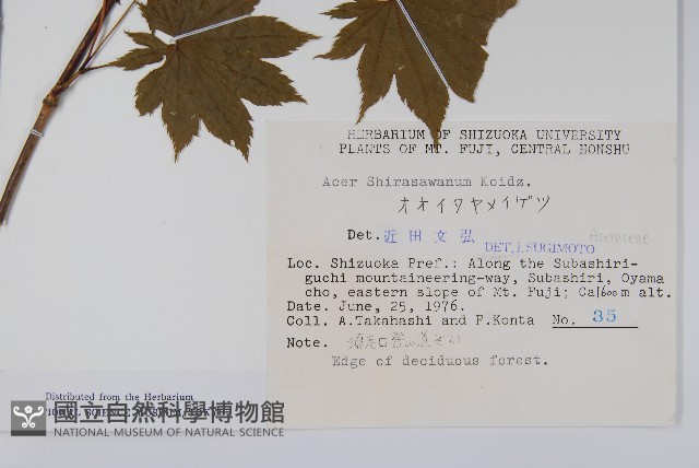 鈍翅槭藏品圖，第2張