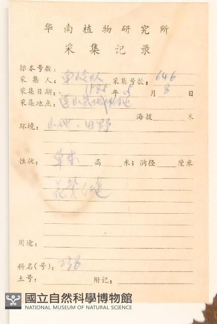 臺灣山苦苣藏品圖，第2張