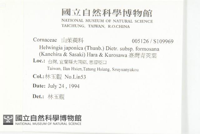 臺灣青莢葉藏品圖，第2張