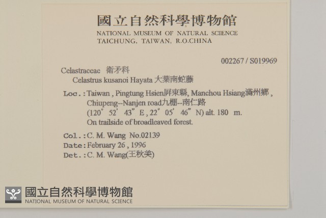 大葉南蛇藤藏品圖，第2張