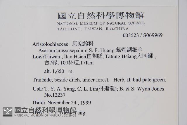 鴛鴦湖細辛藏品圖，第2張