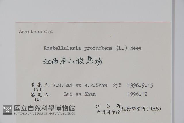 爵床、六角英藏品圖，第2張