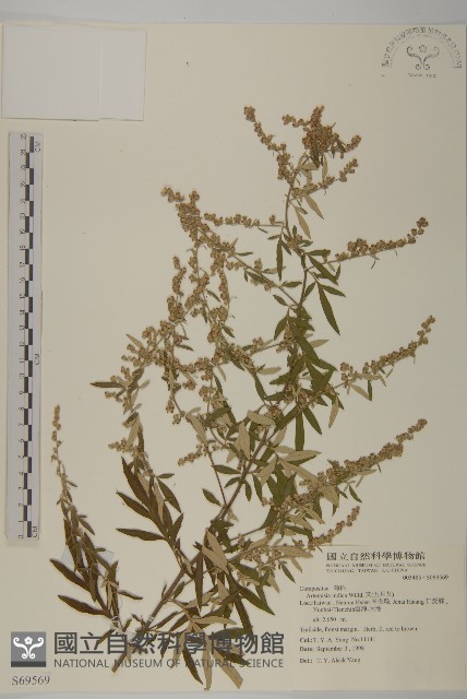 中南蒿藏品圖，第1張