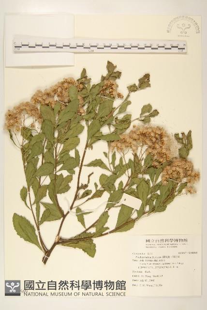 鯽魚膽、闊苞菊藏品圖，第1張