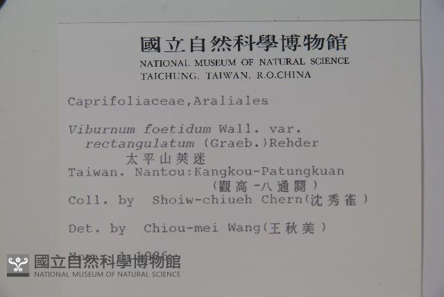 狹葉莢迷藏品圖，第2張