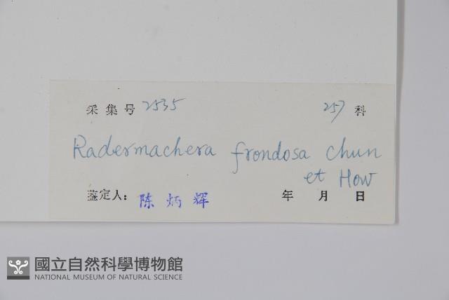 美葉菜豆樹藏品圖，第2張