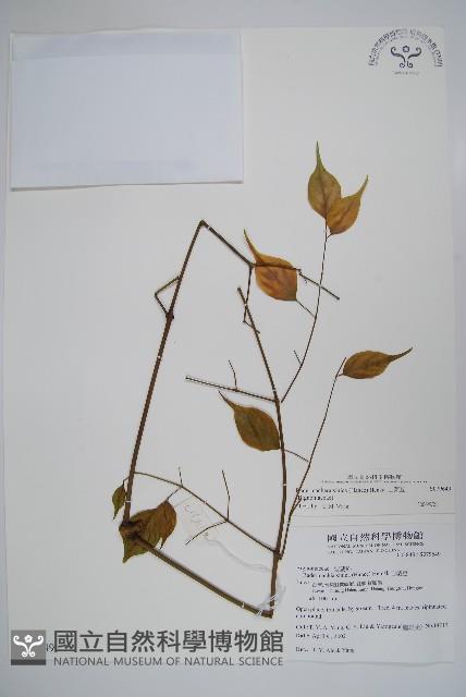 山菜豆藏品圖，第1張