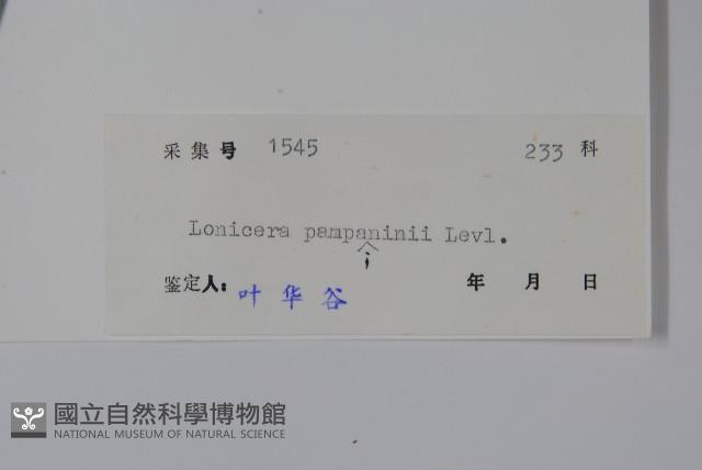 貴州忍冬藏品圖，第2張
