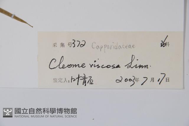 向天黃藏品圖，第2張