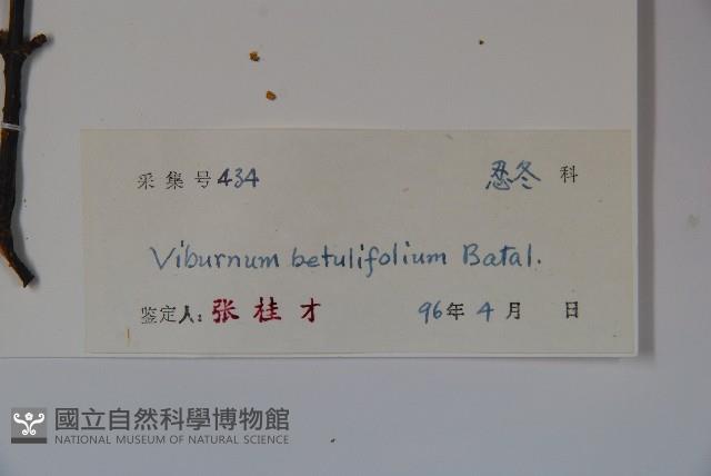 樺葉莢迷、玉山莢迷藏品圖，第2張