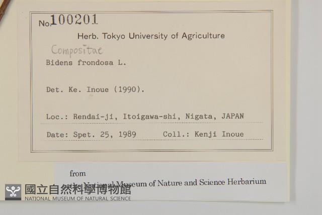 大狼把草藏品圖，第2張