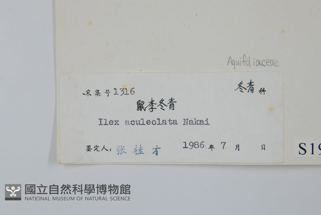 鼠李冬青、滿樹星藏品圖，第2張