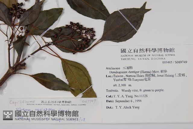 高山莢迷藏品圖，第2張