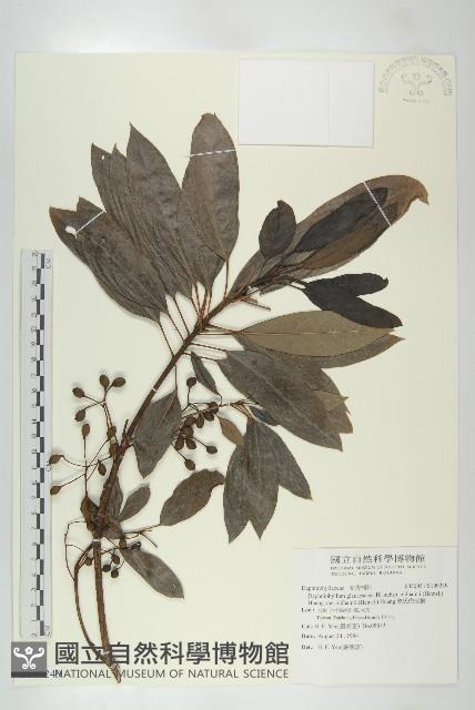 奧氏虎皮楠藏品圖，第1張