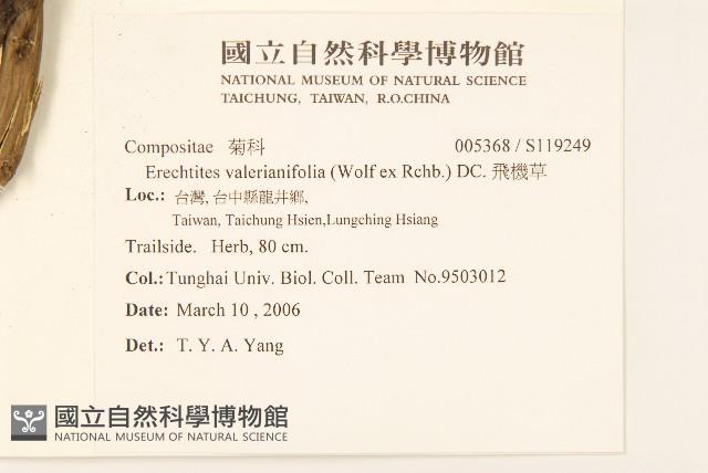 飛機草藏品圖，第2張