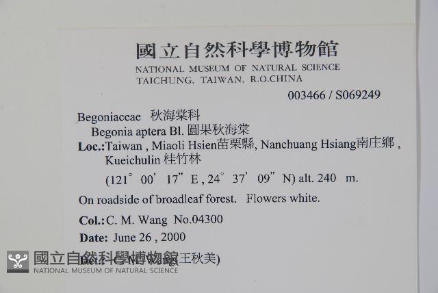 圓果秋海棠藏品圖，第2張