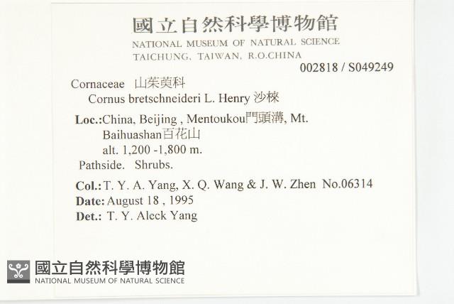 沙棶藏品圖，第2張