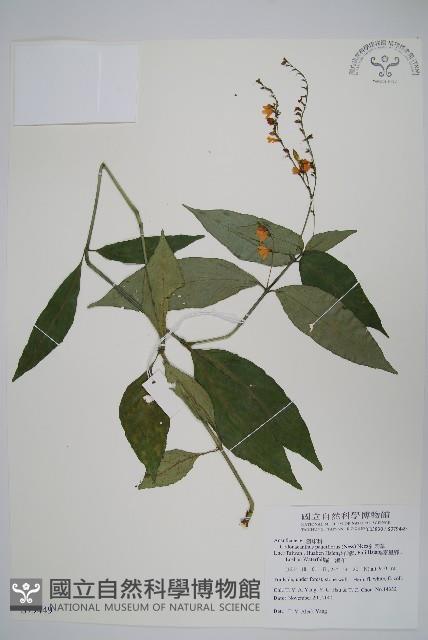 針刺草藏品圖，第1張