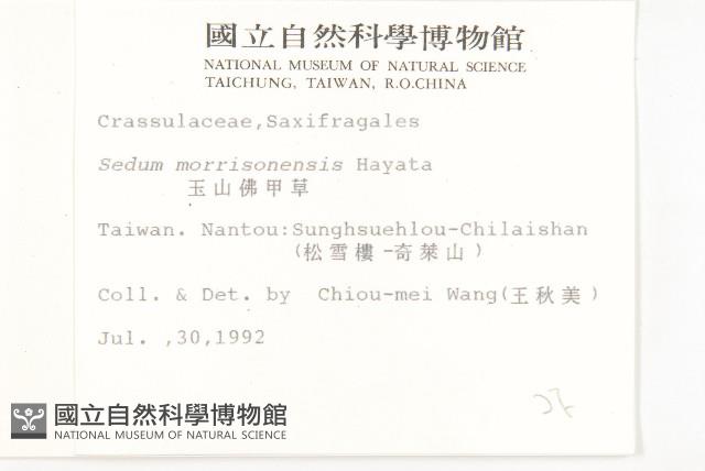 玉山佛甲草藏品圖，第2張