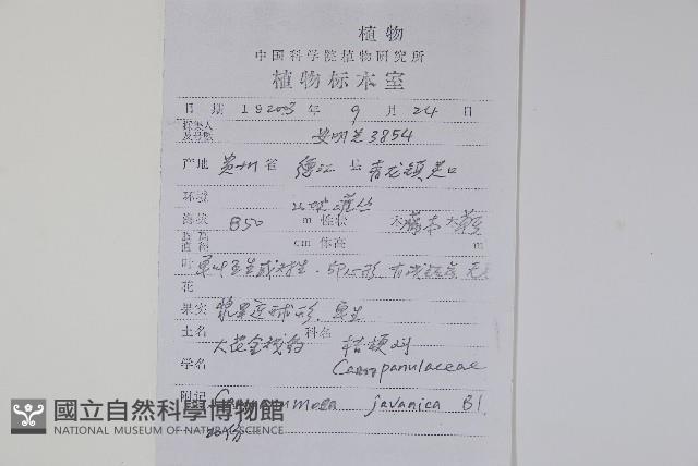 大花金錢豹藏品圖，第2張