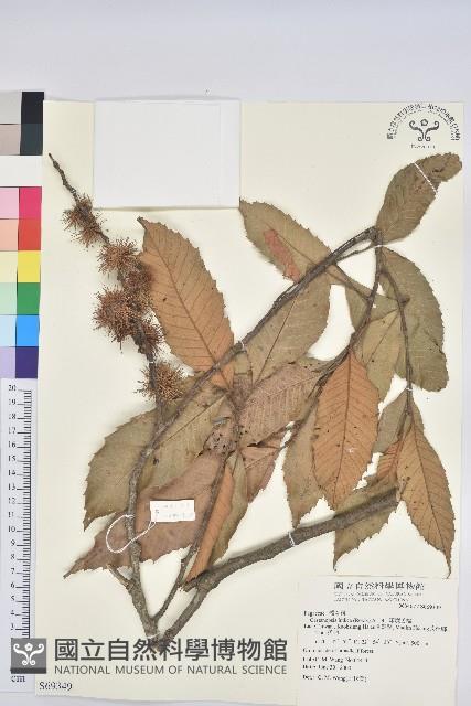 印度苦櫧藏品圖，第1張