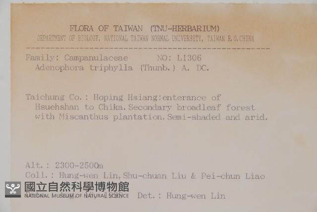 輪葉沙參藏品圖，第2張