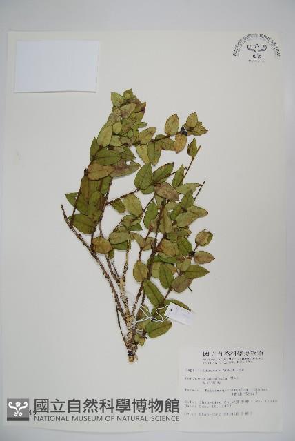 無梗忍冬藏品圖，第1張