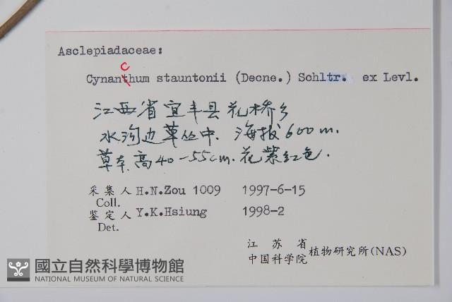 柳葉白前藏品圖，第2張