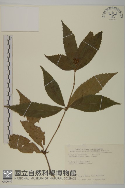 草珊瑚、紅果金粟蘭藏品圖，第1張