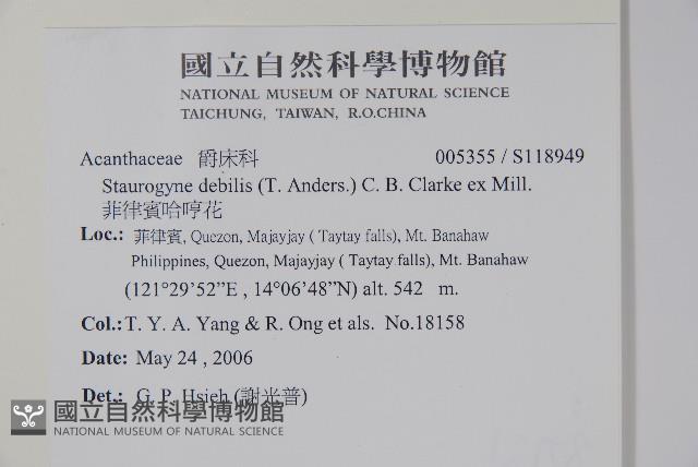 菲律賓哈哼花藏品圖，第2張