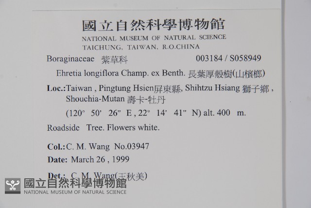 長花厚殼樹藏品圖，第2張