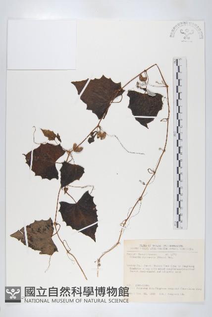 黑果馬交兒藏品圖，第1張