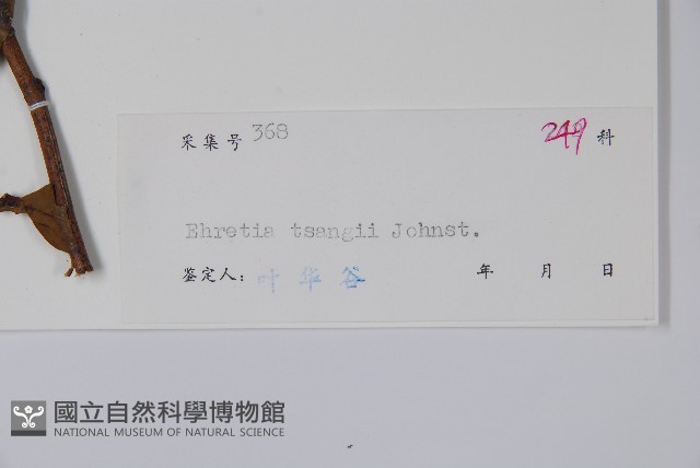 疏毛厚殼樹藏品圖，第2張