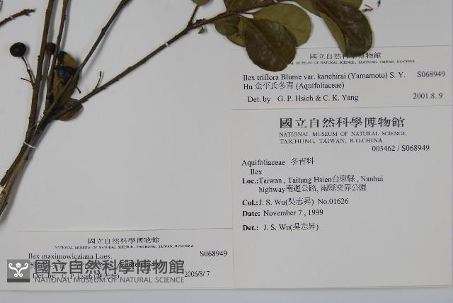 倒卵葉冬青、金平氏冬青藏品圖，第2張