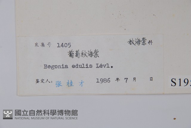 葡萄秋海棠藏品圖，第2張