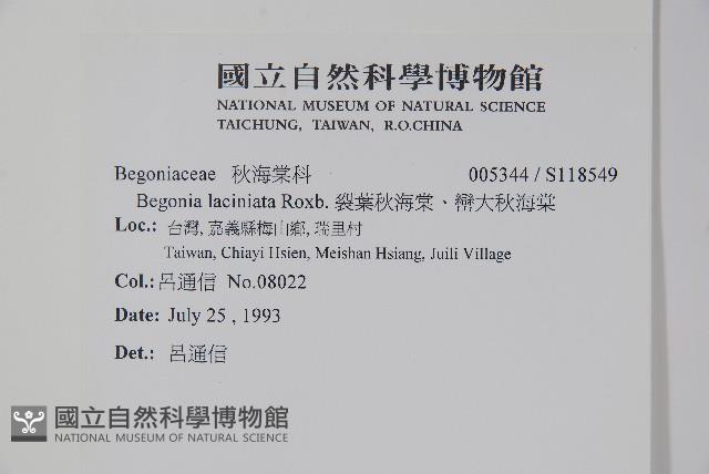 裂葉秋海棠、巒大秋海棠藏品圖，第2張