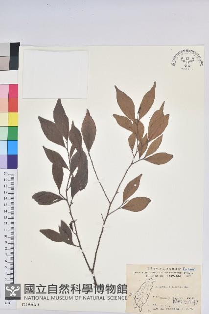 Hengchun China Laurel Collection Image