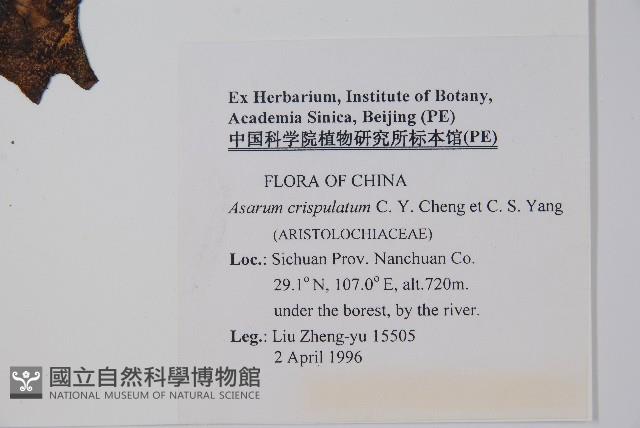 皺花細辛藏品圖，第2張