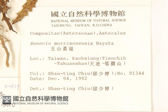 台東黃菀藏品圖，第2張