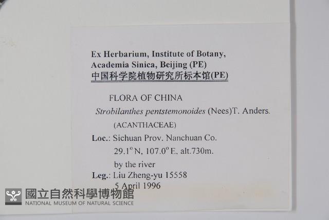 球花馬藍藏品圖，第2張