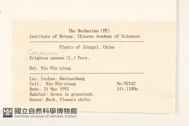 白頂飛蓬藏品圖，第2張